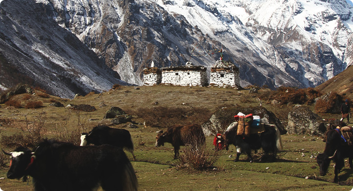 Trekking Tours